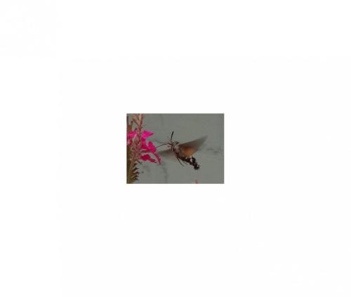 Réf. 213 867 : Macroglossum stellatarum